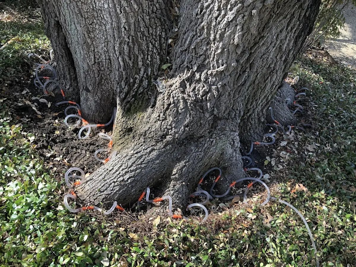 Detailed Tree Cabling and Bracing job site in Carman