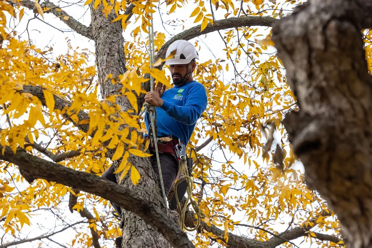 Skilled Tree Pruning crew working in Carman