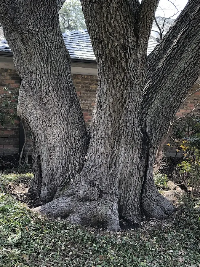 Mature heritage tree close to a Carman property cared for by certified arborists